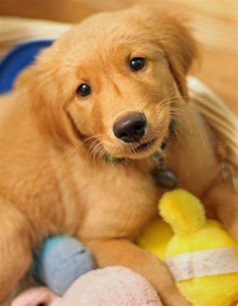 Pin By Wayne Gerdes On Puppy Love Golden Retriever Loyal Dog Breeds