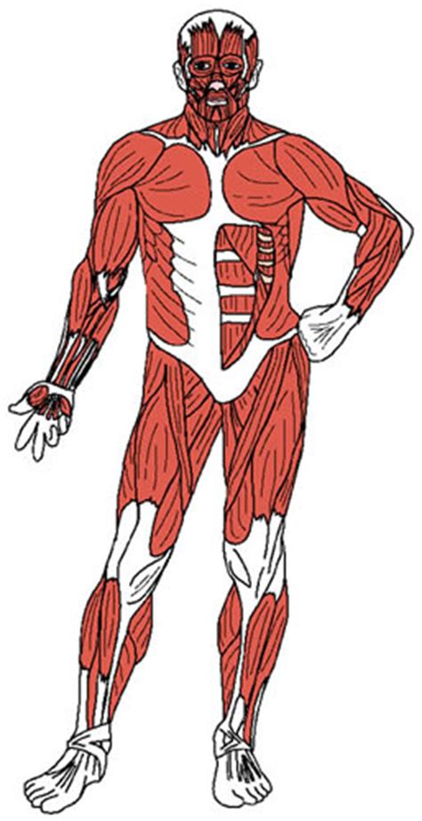 Attached to the bones of the skeletal system are about 700 named muscles that make up roughly half of a person's body weight. Muscular System Overview