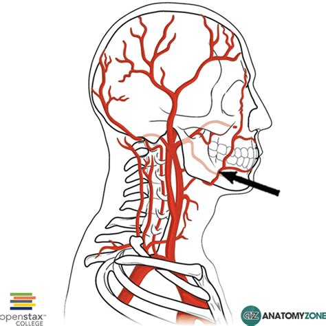 Facial Artery Anatomyzone
