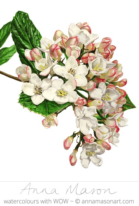 Viburnum Blossom © 2007 31 X 41 Cm 12 X 16