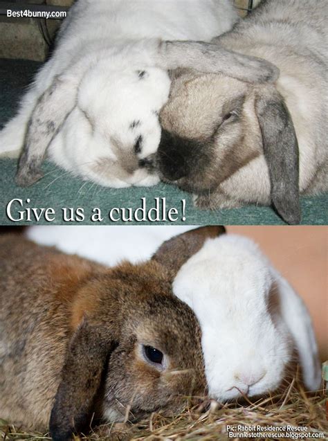 Bunnies Love To Cuddle Too Cute Bunny Cuddle Bunnies Rabbit Super