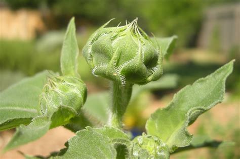 To achieve the bright, happy look of a sunflower garden, there are several types of coneflowers that make ideal additions or replacements for the traditional sunflower. The Wonder, the Weeds and the Why in an Austin garden ...