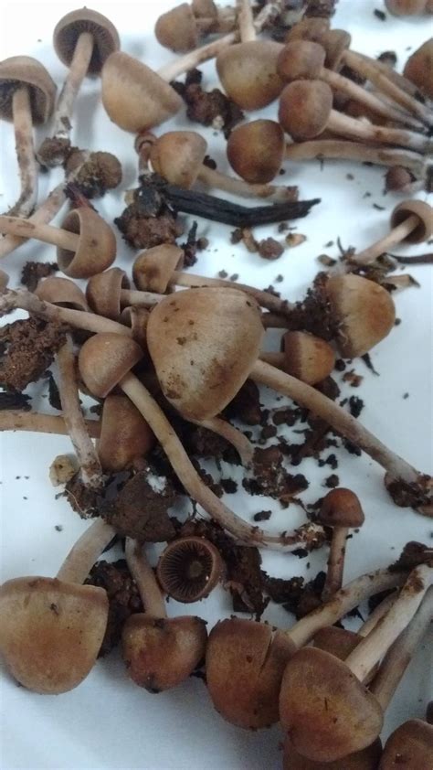 Magic Mushrooms Pacific Northwest Help The Pub