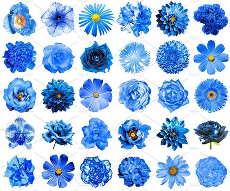 Blue Flowers Names And Meanings Flower