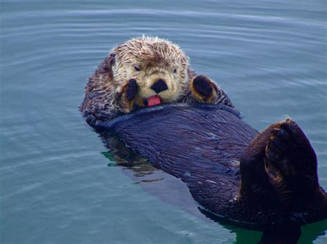 Marine Mammals of Monterey Bay National Marine Sanctuary | NMSF