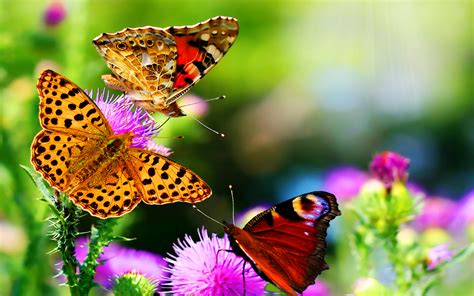 Explore › hd wallpapers › nature › flower. Colors of Nature HD Butterfly Wallpapers| HD Wallpapers ...