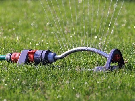 Overwatering Your Lawn 4 Signs