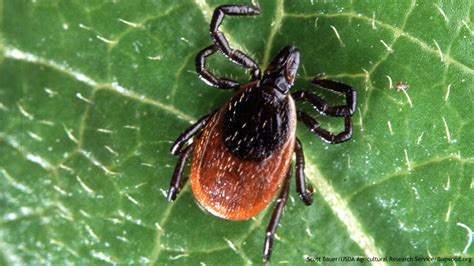 The Latest Surge A Growing Population Of Ticks In Michigan