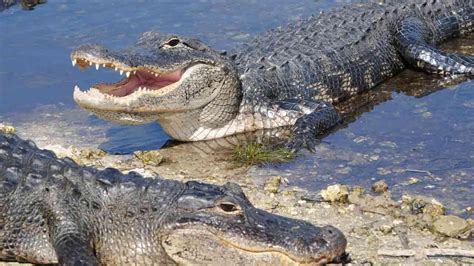 Alligators Bellow At Florida Zoo Video Shows It Sounds Like Something