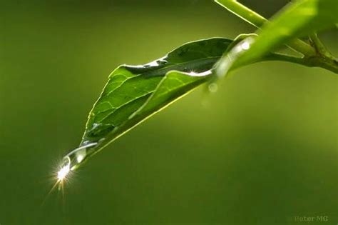 Check spelling or type a new query. GAMBAR EMBUN PAGI PUISI CINTA | Embun Pagi di Daun Mutiara ...