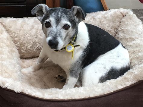 Glasgow Jack Russell Tassie Is Uks Oldest Rescue Dog Looking For