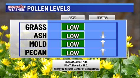 Strong Winds Bring Highest Oak Pollen Count In Years Patabook News