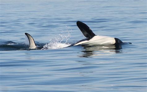 Gallery Killer Whales Eagle Wing Tours