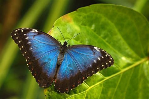 The 7 Most Beautiful Butterflies In The World Hindustan Next