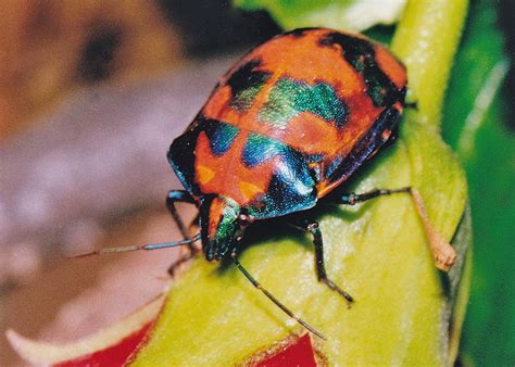 We did not find results for: Cotton Harlequin Bug - Tectocoris diophthalmus