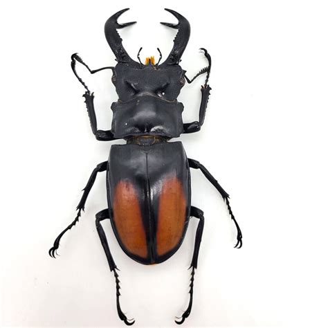 Fighting Giant Stag Beetle Real Giant Stag Beetle Hexarthrius Parryi Male Etsy