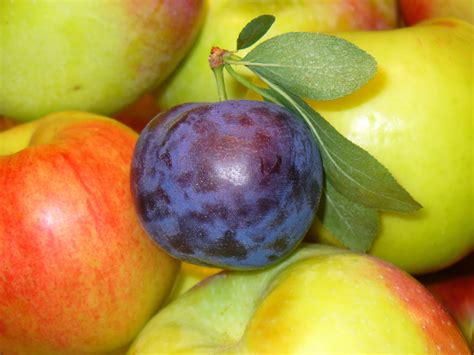 11 Health Benefits Of Prunes Cultivation Diet Extrachai