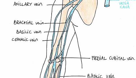 lower limb veins labeled