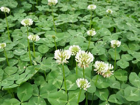 Scientists Have Cracked The Mysteries Of Four Leaf Clovers And Can Now Grow Them At Will