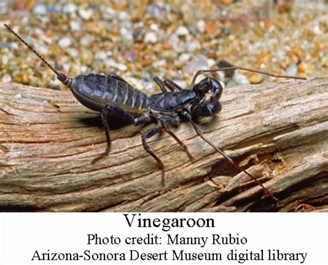 The camel spider put in a good fight but the scorpion had too much armour and it's tail sting was really venomous. Vinegaroons and Sun Spiders | Arizona Daily Independent