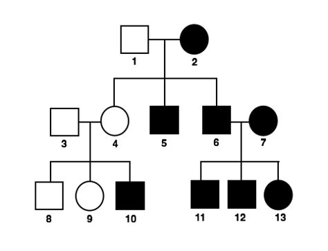 Genetic analysis predates gregor mendel, but mendel's laws form the theoretical basis of our understanding of the genetics of inheritance. KA Mendelian inheritance of immunodeficiency disorders ...