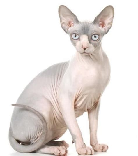 chat sphynx sphynx beautiful cats cats  kittens