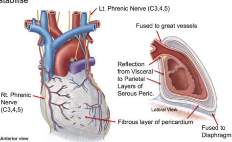Anatomy Pericardium External Heart And Phrenic Nerves Week 1