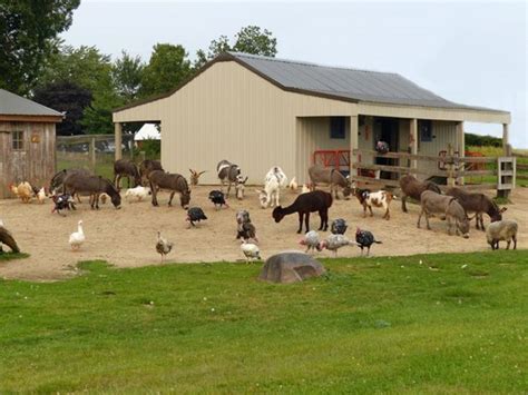 We're going to look at goats, chickens, and bees. Homestead Animal Farm - Attraction Farms - W320 N9127 Hwy ...
