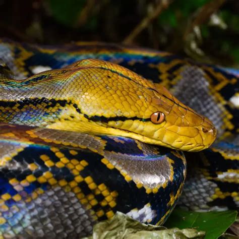 Reticulated Python Facts Diet Habitat And Pictures On Animaliabio