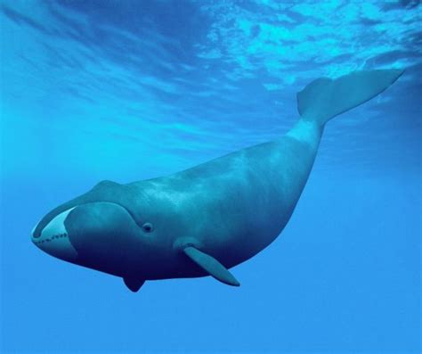 Fun Bowhead Whale Facts For Kids