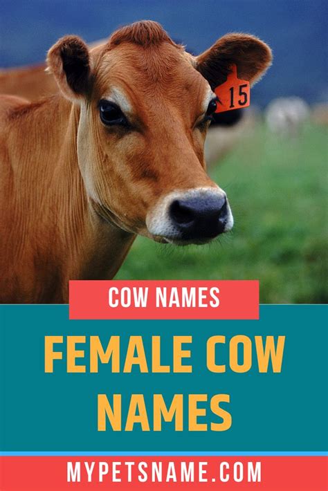 Female Cow Names Cow Names Female Cow Name Female Cow