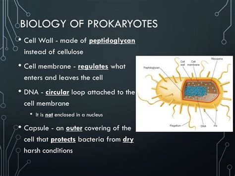 Prokaryotic Cell Biology Major Microbiology Biology