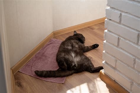 Premium Photo Funny Cat Sleeps On His Back On The Floor Of The