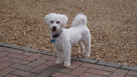 99 Full Grown Bichon Frise Cross Toy Poodle L2sanpiero