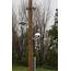 Mounting Examples / Utility Pole  Cyclapse
