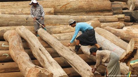 The malaysian timber industry board (mtib) has reported last year's performance of the timber sector. International Yacht industry urges for collaboration with ...
