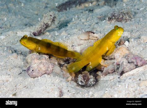 Pair Of Yellow Prawn Goby Cryptocentrus Cinctus New Ireland Papua