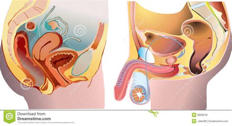 Male And Female Reproduction System Stock Vector Illustration Of Anal