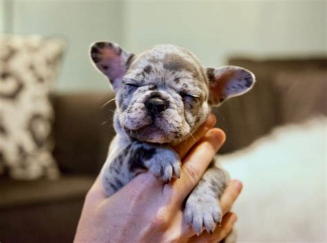 Ronnie wright owner of famous owned bullies stared showing the bully breed in early 2007 and quickly found a love for the breed. French Bulldog Texas Breeder - Animal Friends