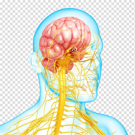 Nervous System Clipart 10 Free Cliparts Download Images On Clipground