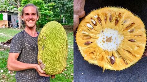How To Pick And Eat A 90 Lbs Jackfruit Youtube