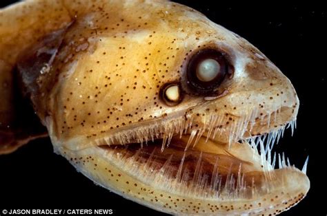 Captured Dead Or Alive Astonishing Pictures Of The Bizarre Creatures That Lurk Deep Beneath The