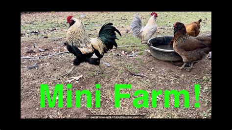 A Day In The Life On My Mini Farm Youtube