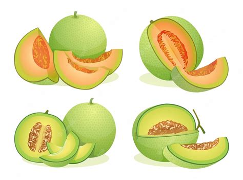 Premium Vector Set Of Various Fresh Melon Fruits Whole And Half Cut