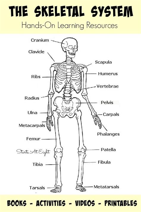 The Human Skeletal System Answer Key A Comprehensive Guide Answer