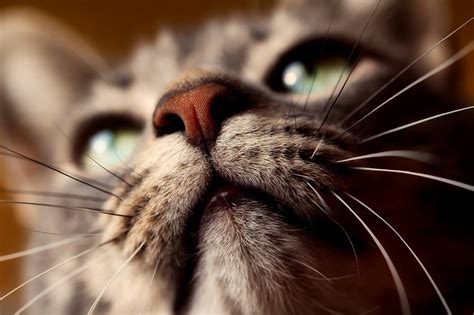 The Wonder Of Whiskers Debunking Myths Of The Cats Whiskers