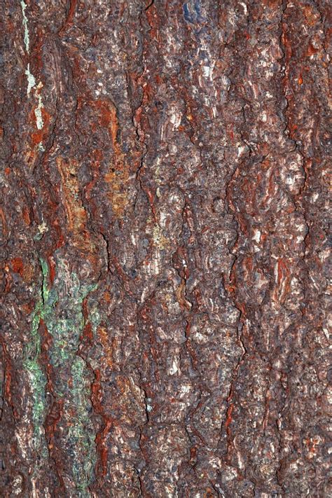 The Texture Of The Pine Bark Bark Of Pine Tree Stock Image Image Of