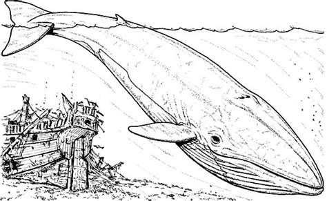 They do not breathe underwater so reach the surface of the ocean to intake air with the help of blowholes present on head. Blue Whale Dive Near Sinking Galleon Coloring Page - NetArt