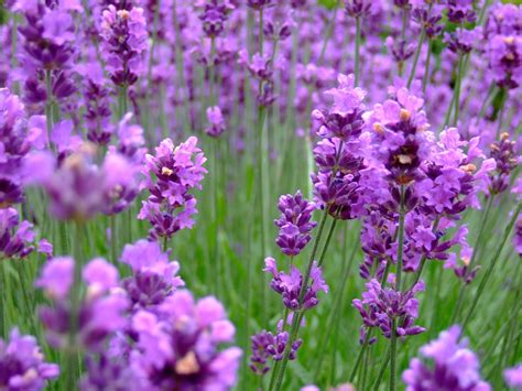 Purple Petaled Flower Field Lavender Hd Wallpaper Wallpaper Flare
