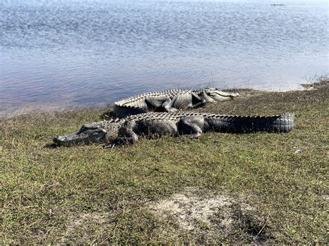Huge Alligators At Deep Hole In Myakka State Park Florida Red Bearded